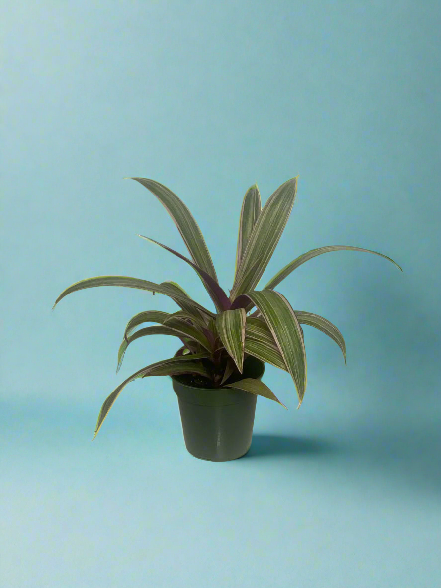 'Rhoeo Rainbow' Tradescantia spathacea