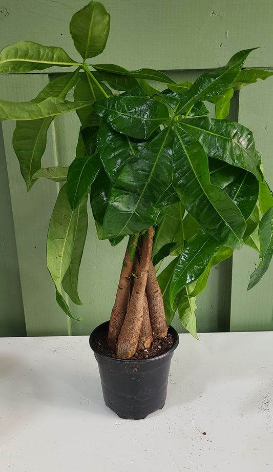 Money Tree