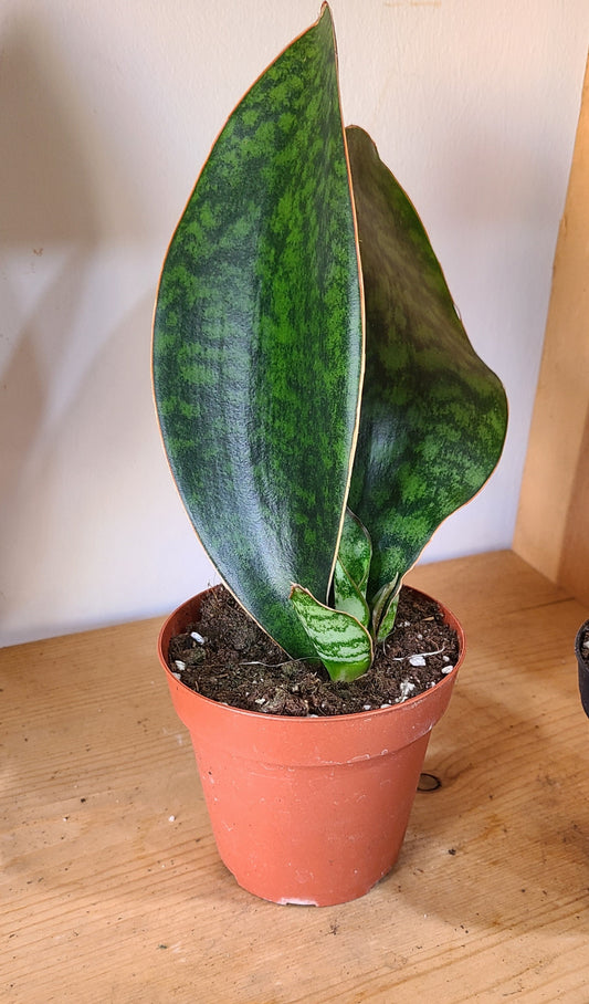 Whale Fin Snake Plant