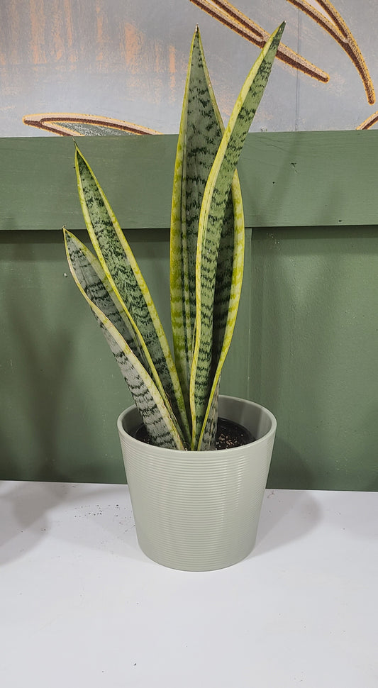Snake Plant