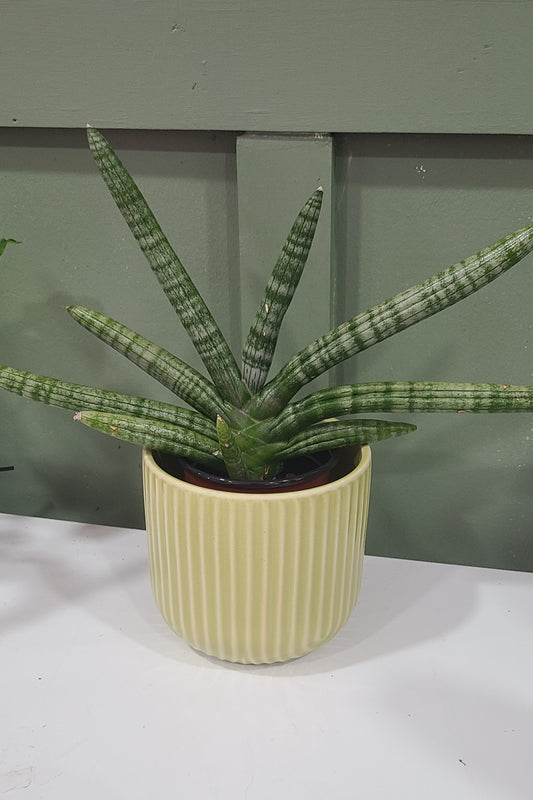 Starfish Snake Plant